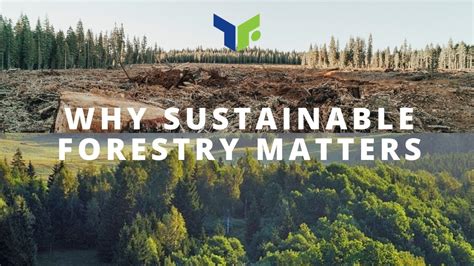 Why sustainable forestry matters - YouTube