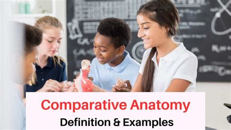 Comparative Anatomy & Its Example To Understand Better