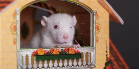 The Best Rat Toys: Our Eight Favorite Playthings for Rats