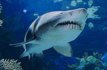 Sandtiger Shark - Shark Facts For Kids