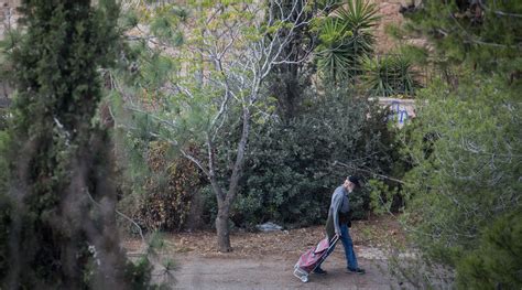 Israel to plant 450,000 trees in cities in effort to counter effects of climate change - Jewish ...