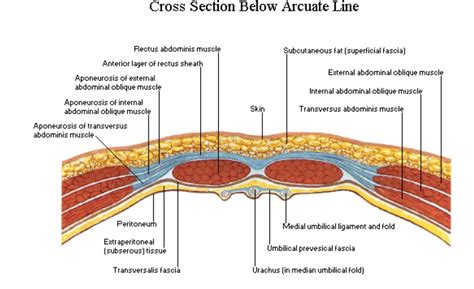 Anterior Abdominal Wall Muscles