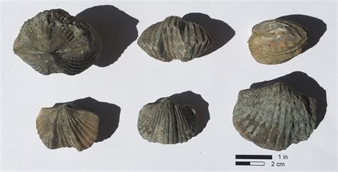 Fossil of the month: Vinlandostrophia ponderosa