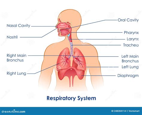 Human Respiratory System Larynx And Pharynx Anatomy Stock Photo ...