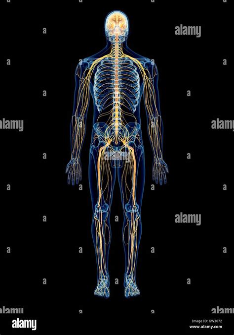 Human nervous system, illustration Stock Photo - Alamy