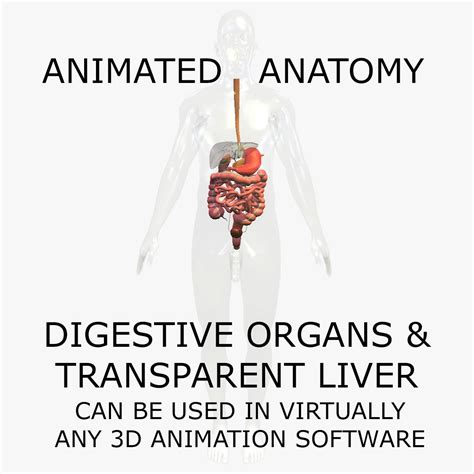 Digestive system. Animated 3D Model $50 - .obj .lwo .fbx .c4d .max - Free3D