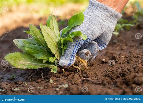 Pulling Weeds Royalty-Free Stock Image | CartoonDealer.com #740854