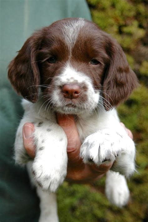 English Springer Spaniel Pups for sale in UK | 23 used English Springer Spaniel Pups