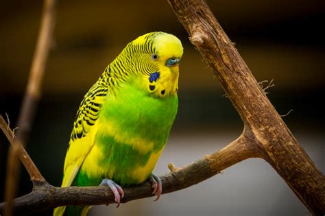 Beginners guide to budgies | MyPetNet