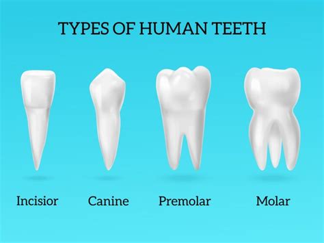 Teeth Names: Shape and Function of Four Types of Teeth