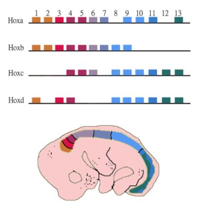 Homeotic Genes