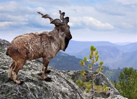 This is the markhor, a large wild goat found in Central Asia. Was endangered, but numbers up 20% ...