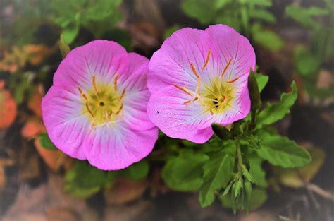 Texas Native Wildflowers for San Antonio and Hill Country