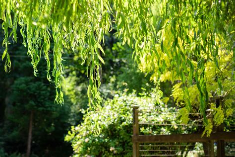 How to Grow and Care for a Weeping Willow Tree