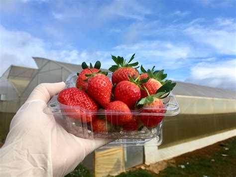 A small history of Strawberries – Tomofarm