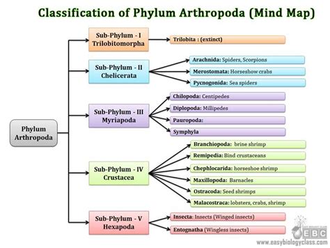 Classification of Arthropods | EasyBiologyClass