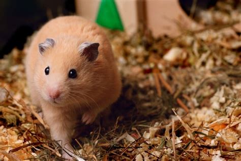 Hamster Bedding: What are the best options? » Petsoid