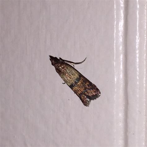 Lots of these little (moths?) in our house, lately. Ohio, USA. I've ...