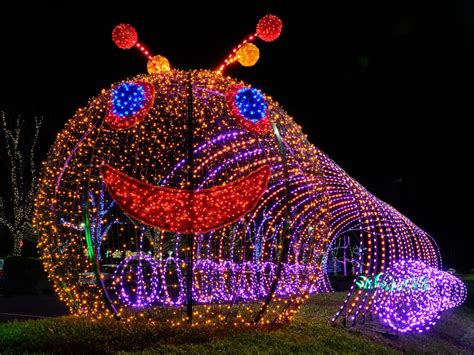 Winter Lights - The North Carolina Arboretum