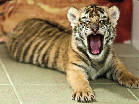 tigre de bengala bebe - Buscar con Google | Cuccioli di animale, Sfondi ...