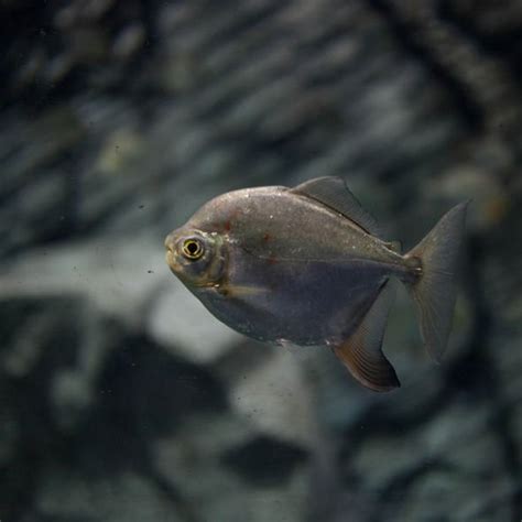 Tourist warning: Vicious piranha attacks on swimmers in Brazil multiplying at huge rate | World ...