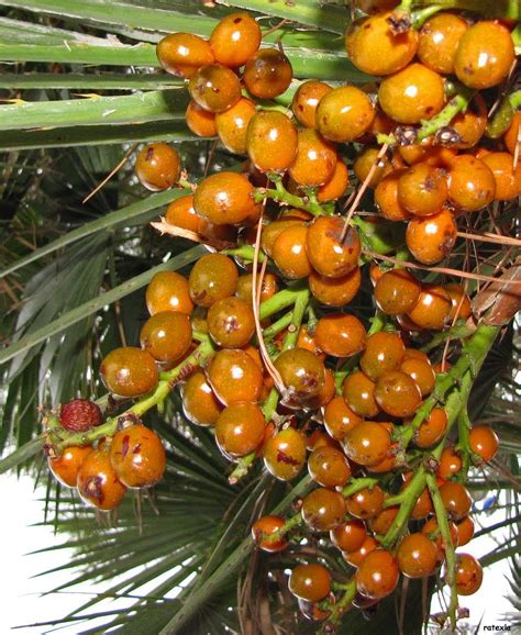 red palm tree fruit edible - Retta Holton