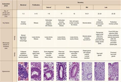 Histology Of The Human Endometrium During The Normal Cycle