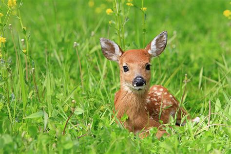 Fawn . White Tailed Deer by Sylvain Cordier