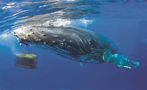 Dive! Dive! Dive! Luxury subs give cruise guests a new experience - Cruise Passenger