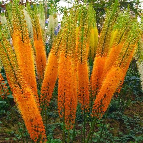 HOW TO GROW THE FOXTAIL LILY |The Garden of Eaden