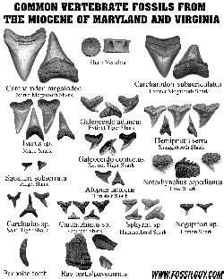 Fossil Identification Sheets - New York, Maryland, Virginia, New Jersey ...