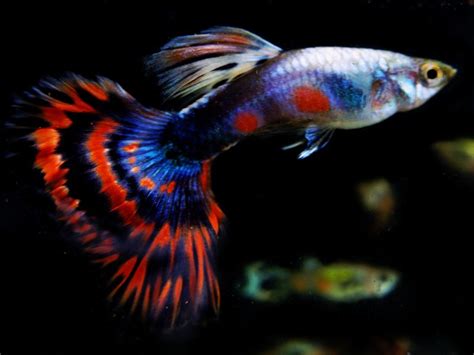 Guppy Platinum Dragon Red Half Moon Guppies (Sold in Pairs) | LIVEFINS