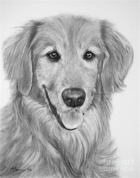 35+ Simple Golden Retriever Face Drawing Pic - Codepromos