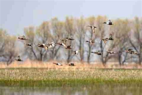 10 Duck Hunting Gear Must Haves for Successful Hunters • Hookers and ...