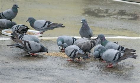 Japan taxi driver arrested for driving over pigeon