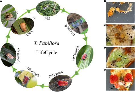 litchi stink bug life cycle - Jodie Mccord