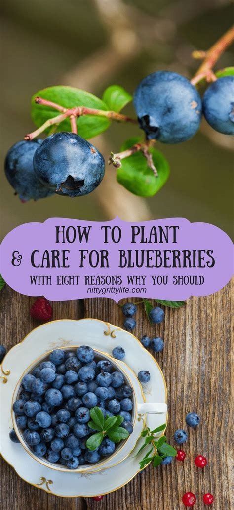 How to Plant & Care for Blueberries and Why You Should! | Growing ...