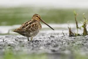 What Is A Snipe Bird? - My Bird Garden