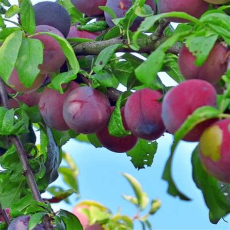 Methley Plum Tree | Methley Plum Tree for Sale — PlantingTree