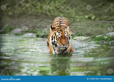 Tiger Walking into the Water. Nature and Animal Welfare Concept Stock Image - Image of portrait ...