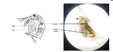 A Level Revision - Biology Blog