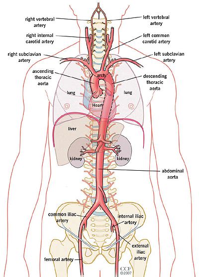 Heart & Blood Vessels: Your Aorta Aorta in the Body | Cleveland Clinic