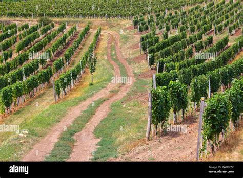 Tokaj vineyards of Hungary. Hungarian wine region Stock Photo - Alamy