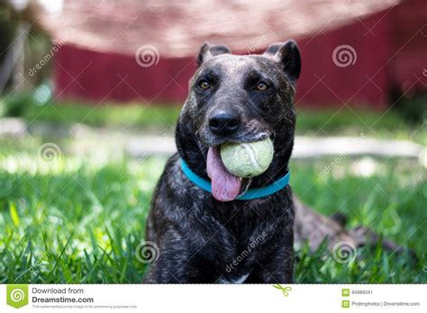 Dog with Tennis Ball stock image. Image of shepard, black - 94889341