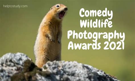 Comedy Wildlife Photography Awards 2021