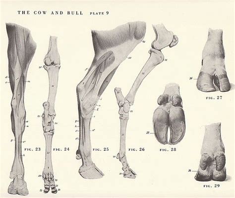 24 best References_Bovinae images on Pinterest | Animal anatomy, Cow and Anatomy reference