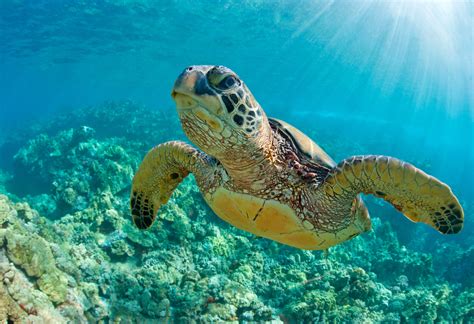 Sea turtles use their flippers as hands to eat food - Earth.com