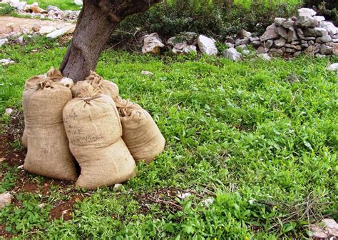 Harvesting Olive Trees - Olives Unlimited