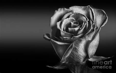 Free Rose Black And White Photography, Download Free Rose Black And ...