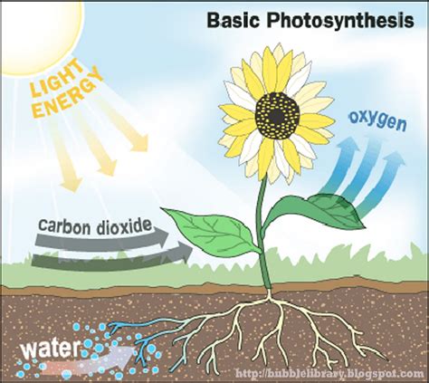 B u B b L e L i B R A R Y: What is photosynthesis?